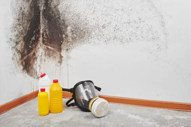 Best Mold Removal and Inspection  in Huntsville, AR