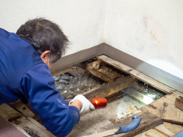 Best Professional Mold Removal  in Huntsville, AR