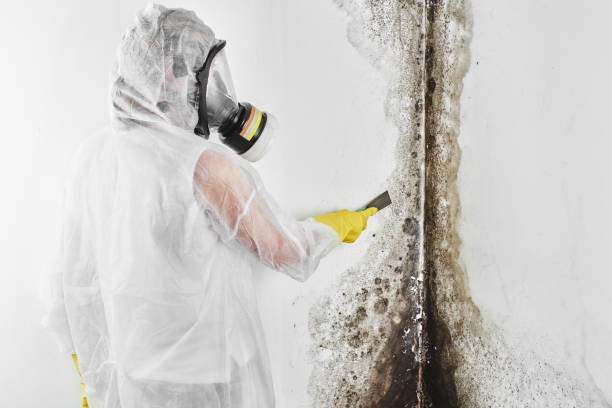 Trusted Huntsville, AR Mold Removal Experts