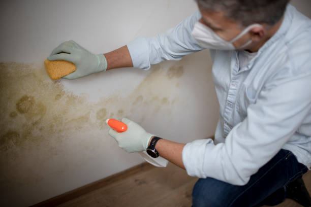 Best Fast Mold Removal  in Huntsville, AR