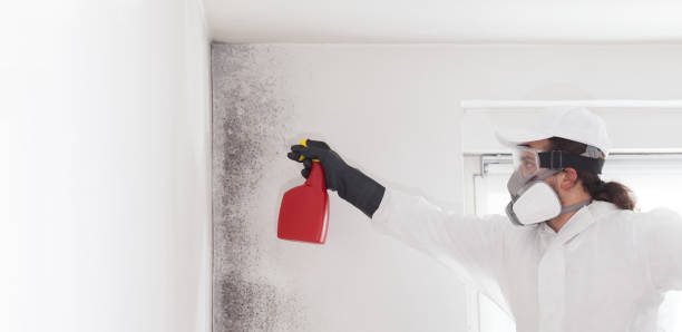 Best Toxic Mold Removal  in Huntsville, AR