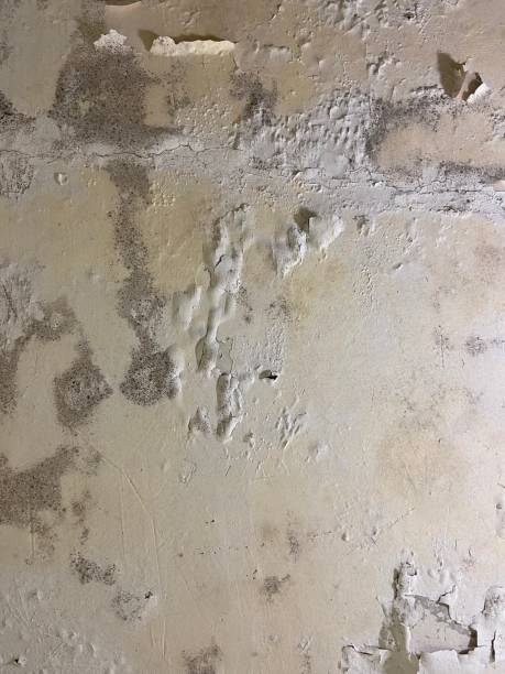 Best Mold Testing  in Huntsville, AR