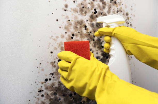Best Best Mold Removal Companies  in Huntsville, AR